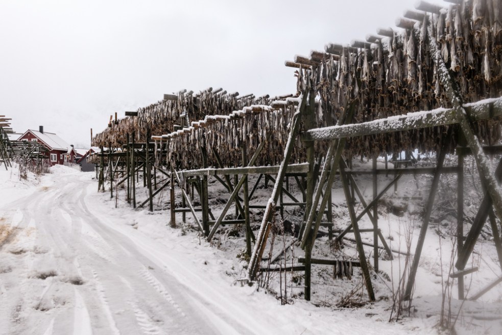 Drying Fish